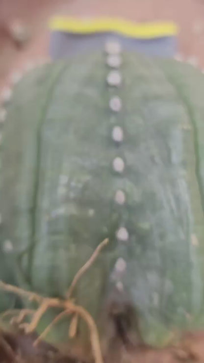 Astrophytum asterias cv Star Type - Old, BIG!