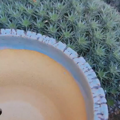 Astrophytum Myriostigma cv. Kikko nudum - 4.75 inch