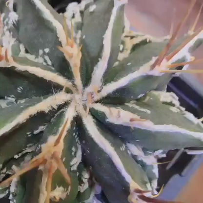 Astrophytum ornatum cv. Fukuryu Hania