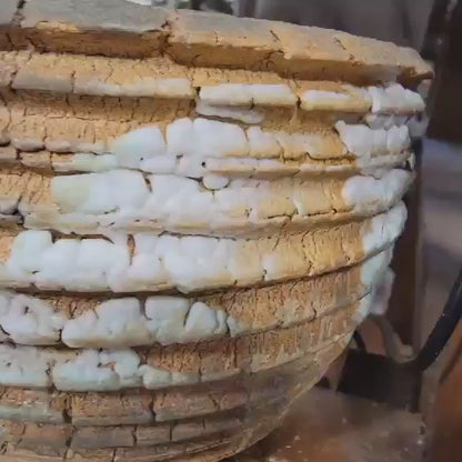 Euphorbia Stellata Caudex - Medusoid Euphorbia - Caudex