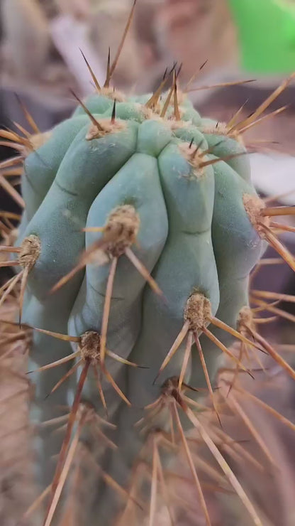 Browningia hertlingiana