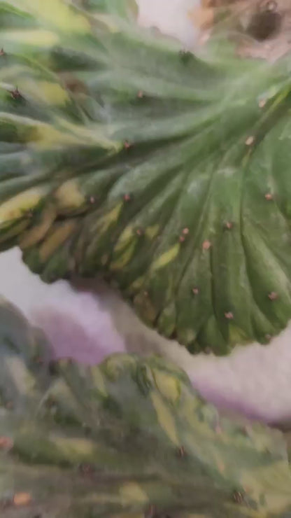 Myrtillocactus geometrizans f. cristatus variegata cv 'Fred'