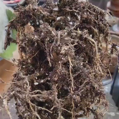 Cleistocactus colademononis - Monkey Tail Cactus