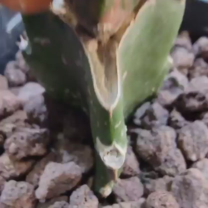 Myrtillocalycium cv. 'Polyp'