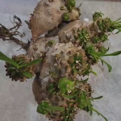 Euphorbia Bupleurifolia x Susannae - Pineapple Euphorbia