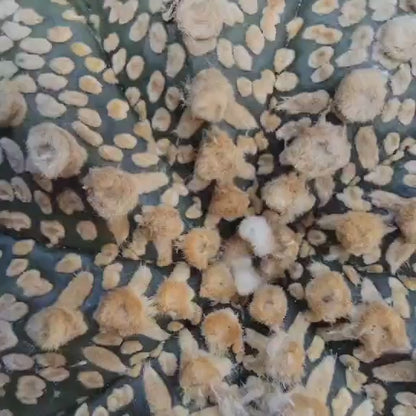 Astrophytum asterias cv. Superkabuto - Old