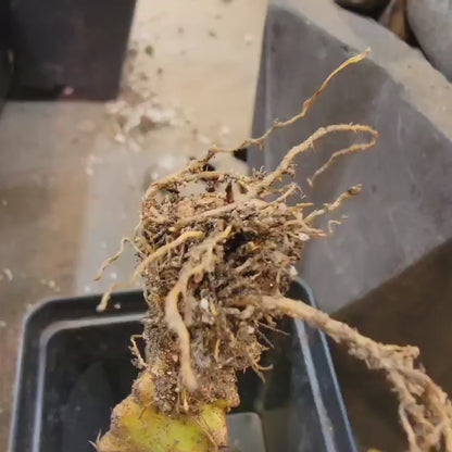 Euphorbia clavigera f. persistens - Seed Grown