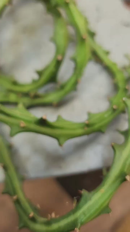 Euphorbia Knuthii