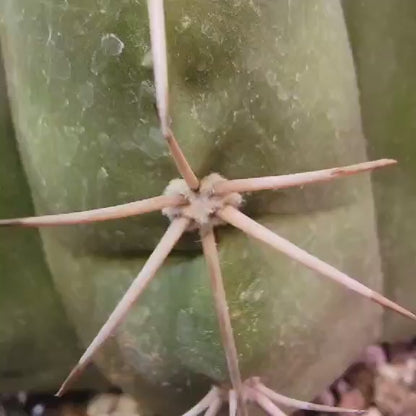 Melocactus Maxoni