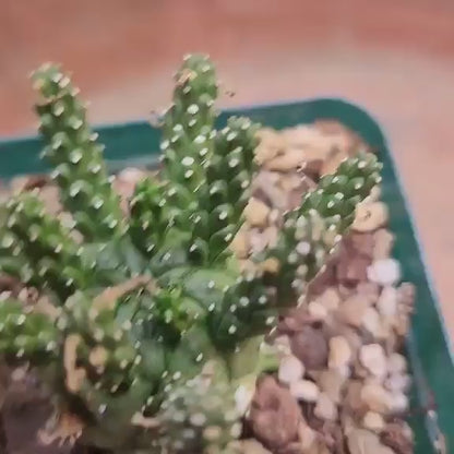 Euphorbia decepta (Last one!)