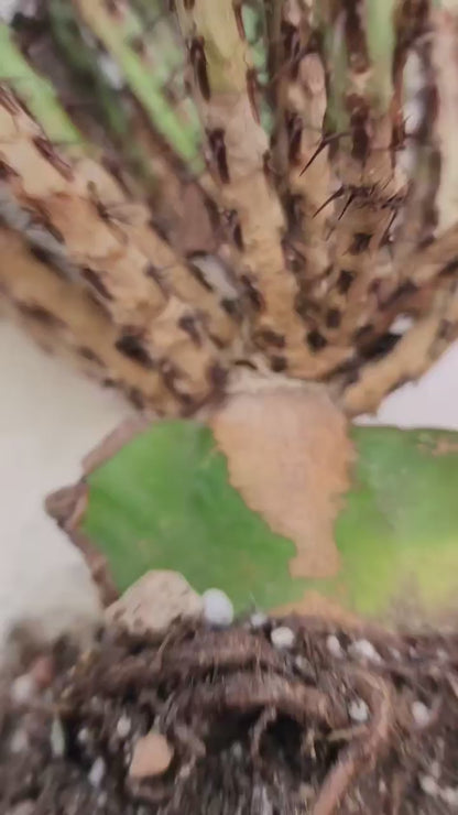 Euphorbia aeruginosa - Miniature Saguaro