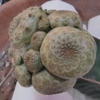 Euphorbia turbiniformis - HUGE - So many heads!!