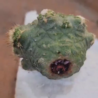 Strombocactus disciformis f. cristata
