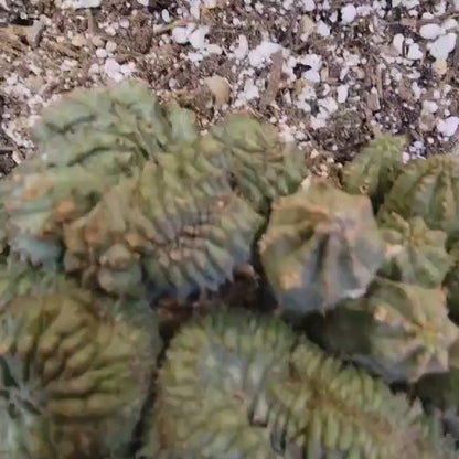Euphorbia obesa cristata