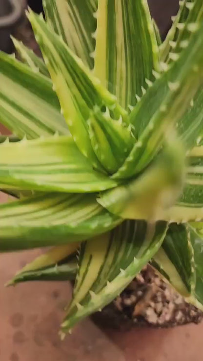 Aloe Nobilis 'Gold Tooth' variegata - Highly Variegated