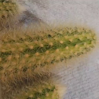 Cleistocactus colademononis variegata - Variegated Monkey Tail Cactus - Large Cluster