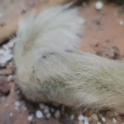 Cleistocactus colademononis - Monkey Tail Cactus