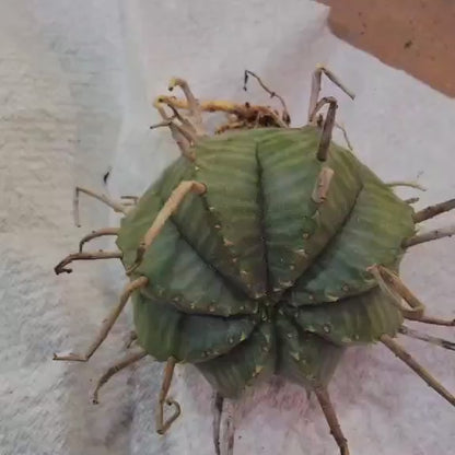 Euphorbia valida