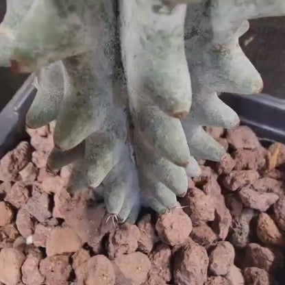 Stenocereus beneckei f. inermis - 16" Tall!