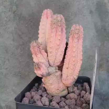 Euphorbia abdelkuri cv. Damask