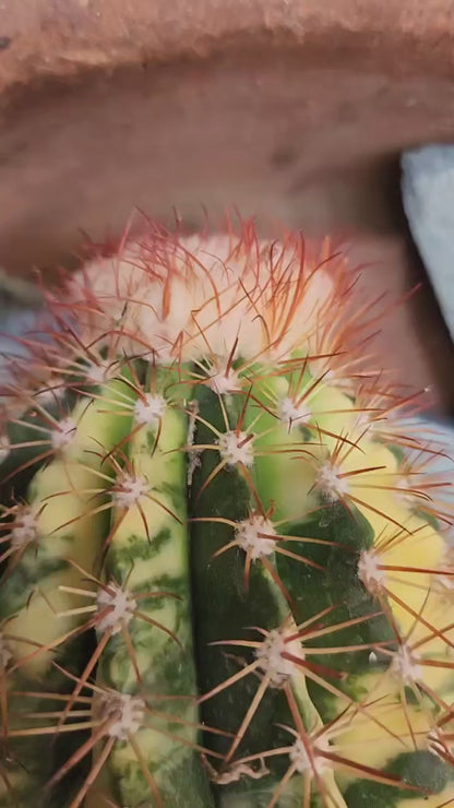 Melocactus broadwayi variegata – Variegated Turk’s Cap Cactus