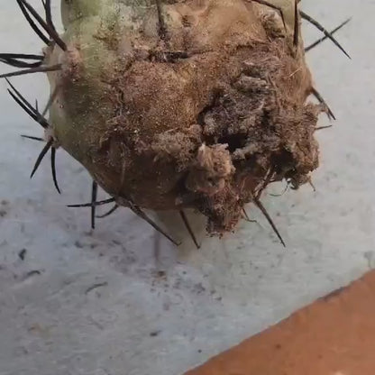 Copiapoa cinerea