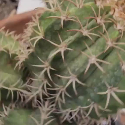 Melocactus matanzanus – Turk’s Cap Cactus -  3 Heads