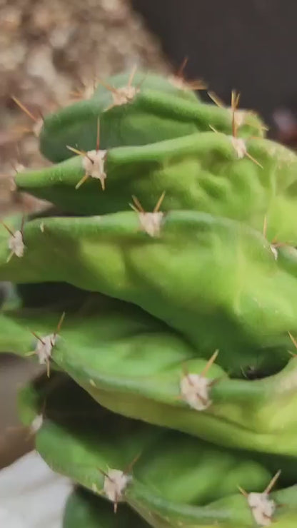 Cereus forbesii Spiralis - Spiral Cactus - Rooted