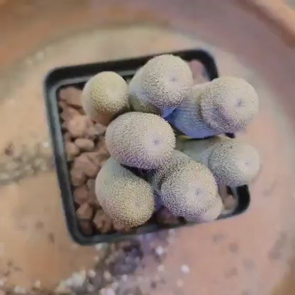 Epithelantha micromeris var. longicaulis - 9 Heads - Japan