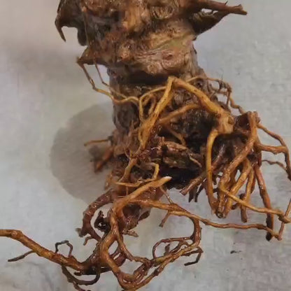 Euphorbia viguieri var. capuroniana - Multi-Branched