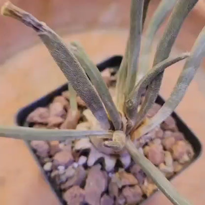 Astrophytum caput medusa