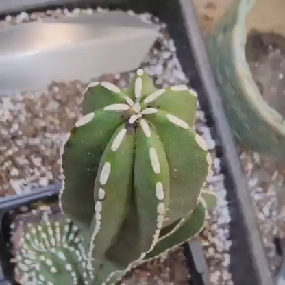 Marginatocereus marginatus f. cristata