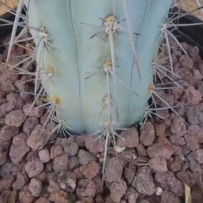 Browningia hertlingiana -  4 Feet Tall!!