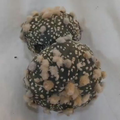 Astrophytum asterias cv. Super Kabuto - Double Head