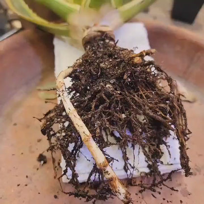 Agave lophantha ‘Quadricolor’ - Quadricolor Century Plant
