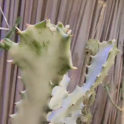 Euphorbia lactea variegata 'White Ghost' - Variegated Candelabra Spurge - BIG!