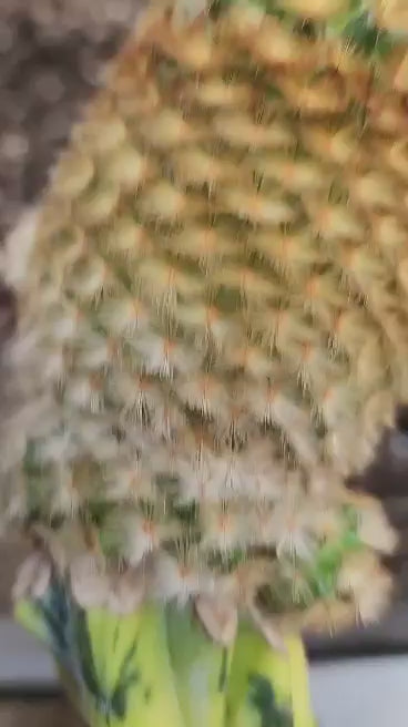 Myrtillocactus geometrizans variegata monstrose cv. Fred Graft