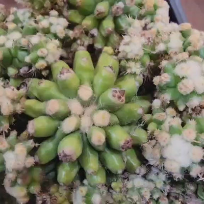 Echinocactus Grusonii var. inermis monstruosus