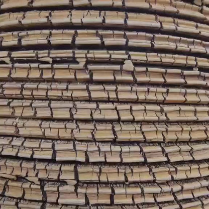 Euphorbia hedyotoides - 4 Feet Tall!