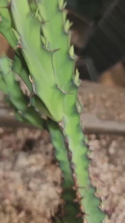 Euphorbia zoutpansbergensis - 3 Feet Tall!