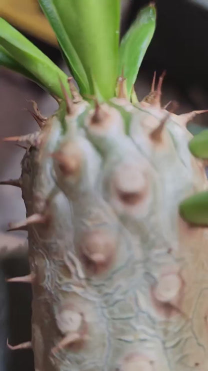 Euphorbia unispina