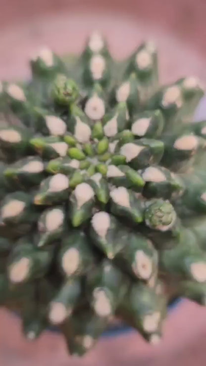 Gymnocalycium inermis cv kikko Emerald - XL