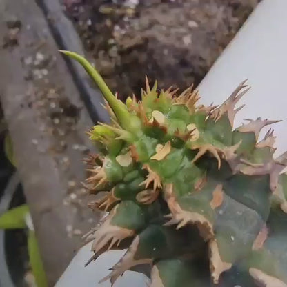 Euphorbia viguieri var. capuroniana