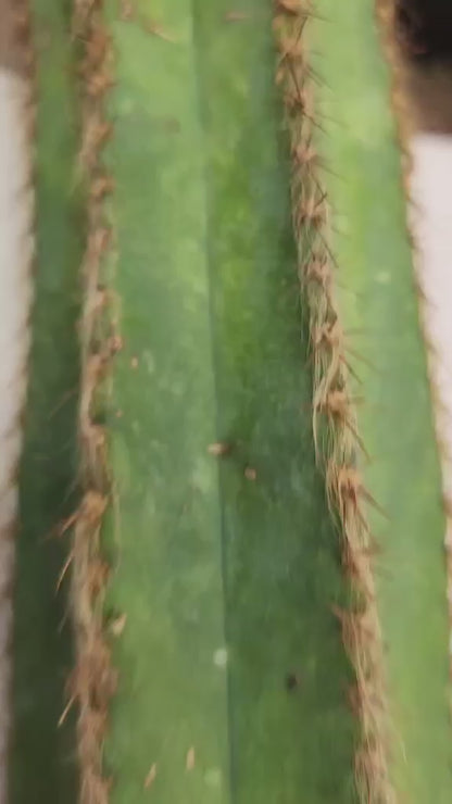 Pilosocereus Fulvilanatus+ Baby