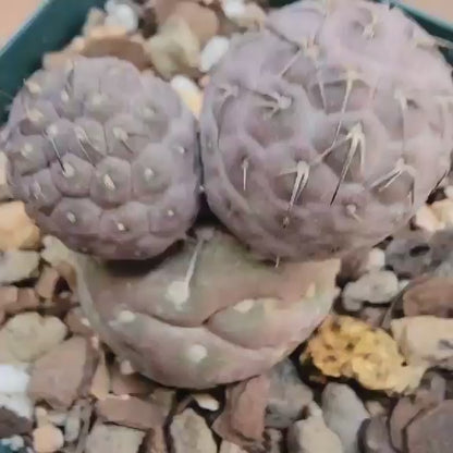 Tephrocactus Geometricus variegata – Purple Snow Man Cactus – 3 Cladodes