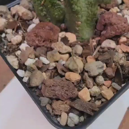 Pseudolithos Caput-Viperae - Snake Head - Viper Head