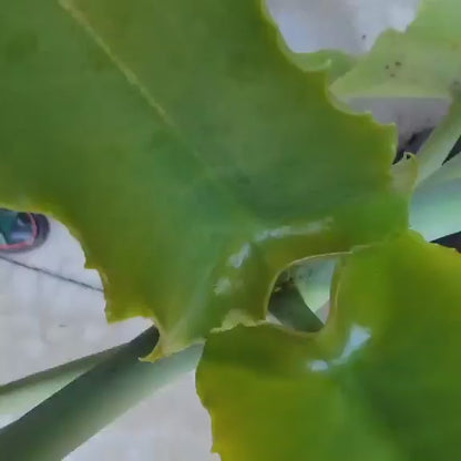 Kalanchoe beharensis var. subnuda - Elephant's Ear; Naked Feltleaf - 3 Feet Tall!