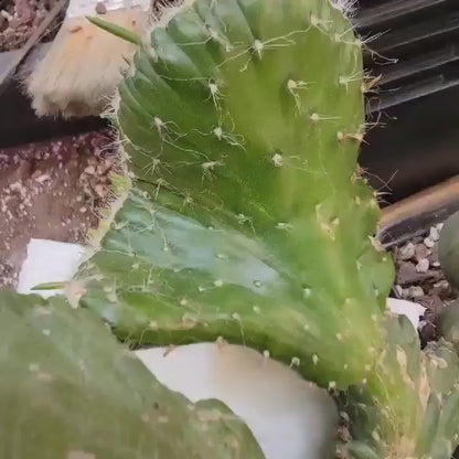 Austrocylindropuntia subulata cristata – Crested Eve's Needle