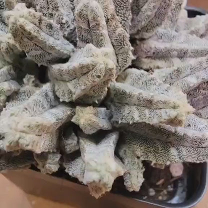 Astrophytum Myriostigma var. Columnare f. minima