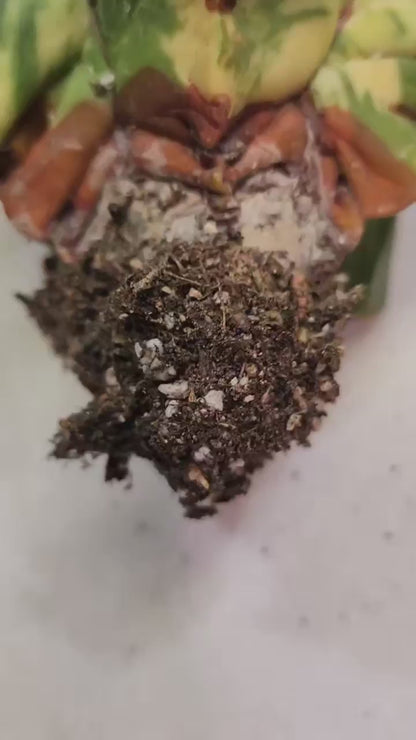 Astrophytum myriostigma v nudum f. variegata - Variegated Bishop's Cap - Big! (Last one!)